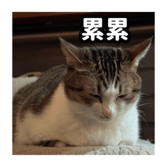 阿咪與她的小夥伴們