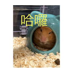 Puff )第三彈