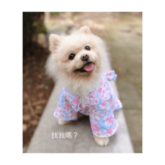 博美狗的日常生活１