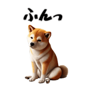 Sulky Shiba Inu