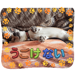 misa_20250126080412