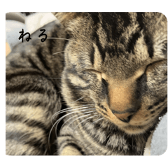 misa_20250125234024