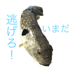 Banana_20250126104039
