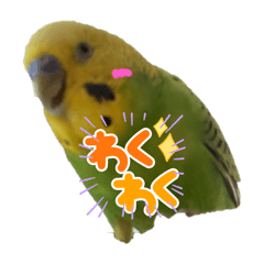 inkostanpu