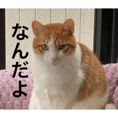 hana_20250126130554