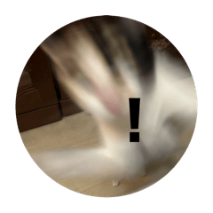 米貓2