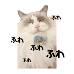 foy'scats