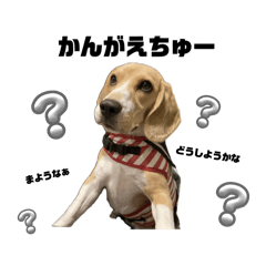 Beagle KINAKO