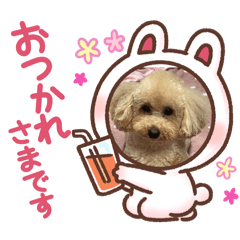 kinako_20250126152152