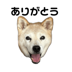 ai_20250126152900