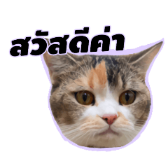 linny_20250126194536 – LINE stickers | LINE STORE