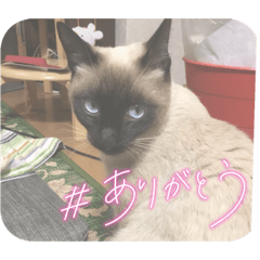 yokko_20250125220921
