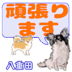 Yaeda's letters Chihuahua
