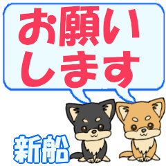 Shinfune's letters Chihuahua2