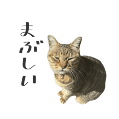 n_20250126090907