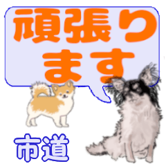 Shidou's letters Chihuahua