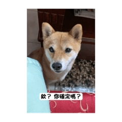 可愛的阿柴2.0