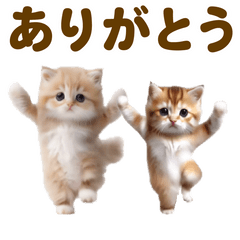 Cute dance Cats2