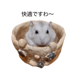 nikokunhamusuta