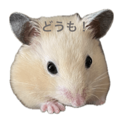 isa_pon