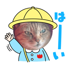 ねこ好きスタ