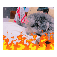 我狗狗日常