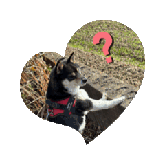 majyo_20250126223322