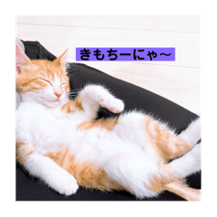 nyanta_20250126224521
