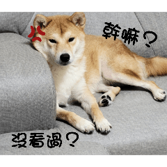 HaHaShiba Inu