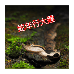 蛇蛇來拜年
