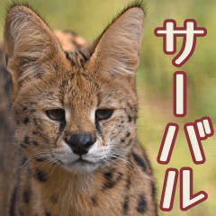 friends of the zoo(Serval)