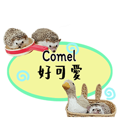 (Malaysian Chinese) Hedgehog8