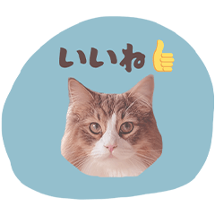 Chachamaru's feelings1