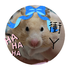好多鼠