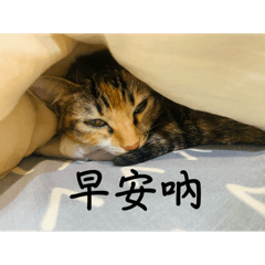 米香貓貓