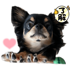 sachi_20250127090322