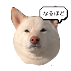 stickers of dogs 10