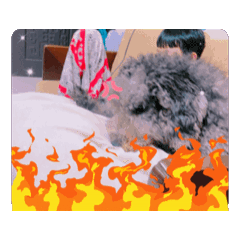 我狗狗日常2