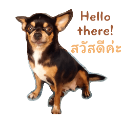 Oleang the doggo