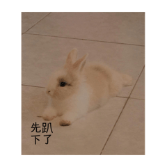 檸檬動物區