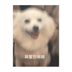 毛球汪汪汪