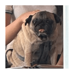 方臉丸子有潔癖而且只吃蛋黃不吃蛋白