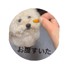 coco_20250127201635