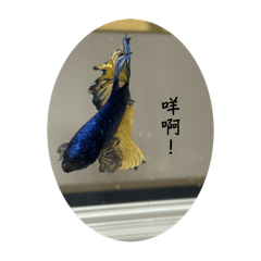 天父爸爸的米該雅&地頭貓小黑