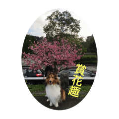 毛孩大家族