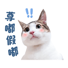 大眼貓貓 ✿樂樂✿