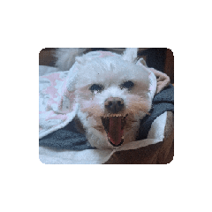 阿寶動滋動