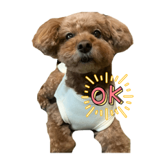 coco_20250127203900