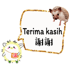 (Malaysian Chinese) Hedgehog11