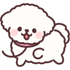 Fluffy Maltese Puppy3